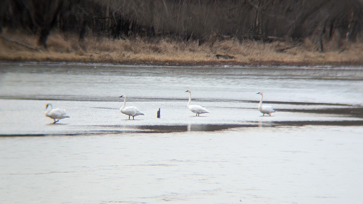 Trumpeter Swan - ML647370535