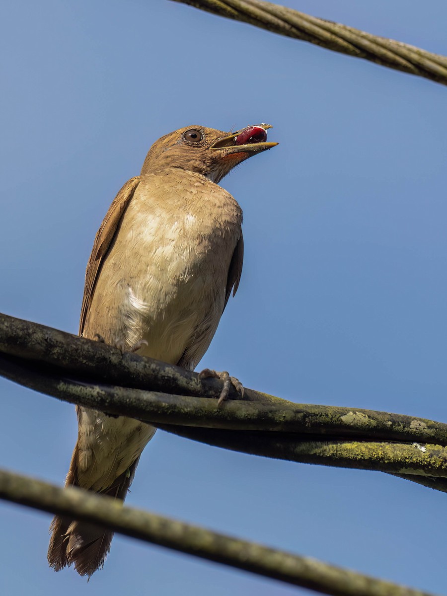 Black-billed Thrush (Amazonian) - ML647370541