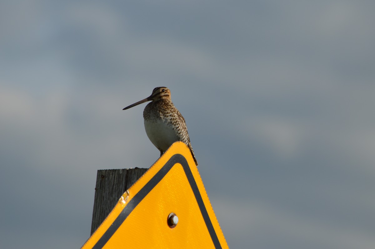 Wilson's Snipe - ML647370543