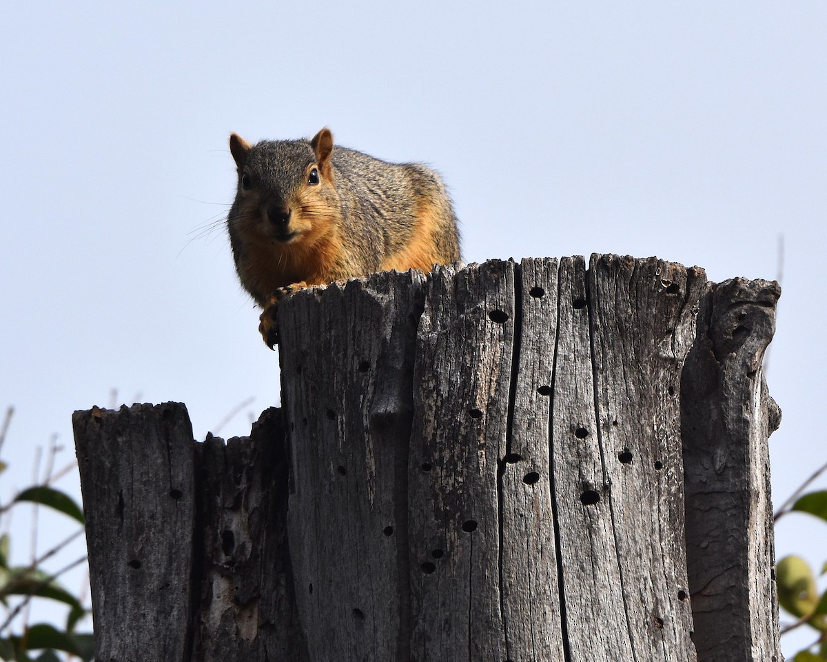 Animals - ML647370556