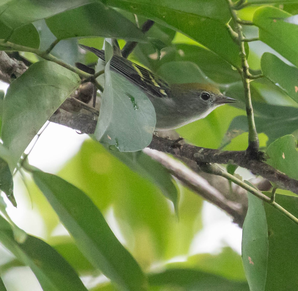 lesňáček rezavoboký - ML647370560