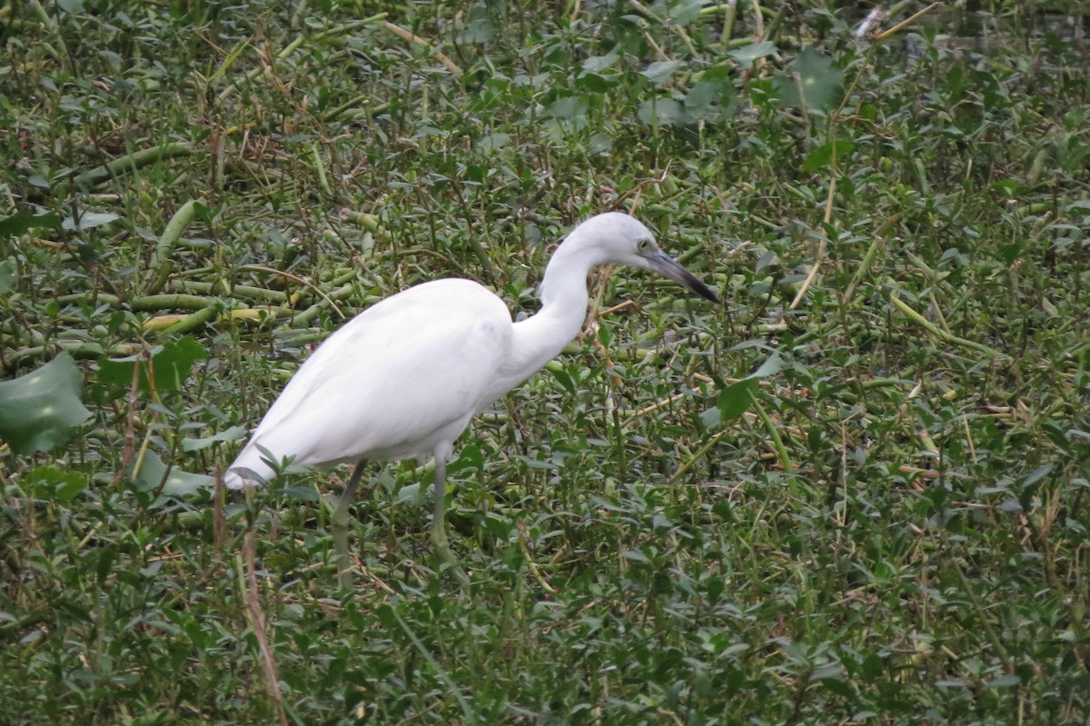 Little Blue Heron - ML647370564