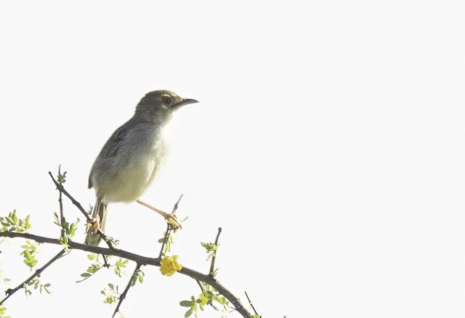 Rotscheitel-Zistensänger - ML647370565