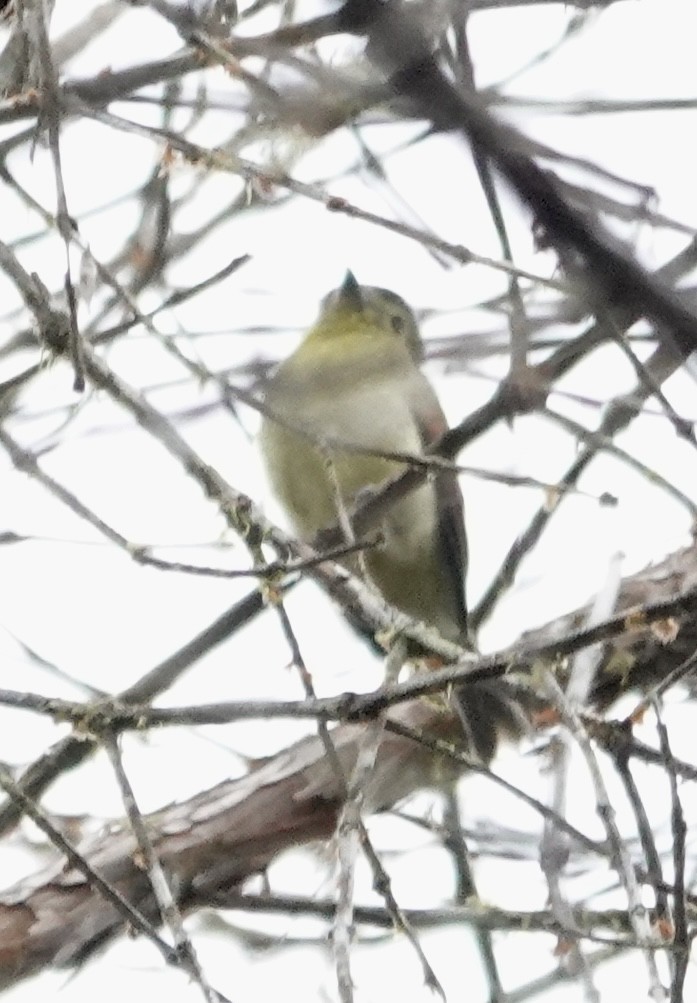 Acadian Flycatcher - ML647370569