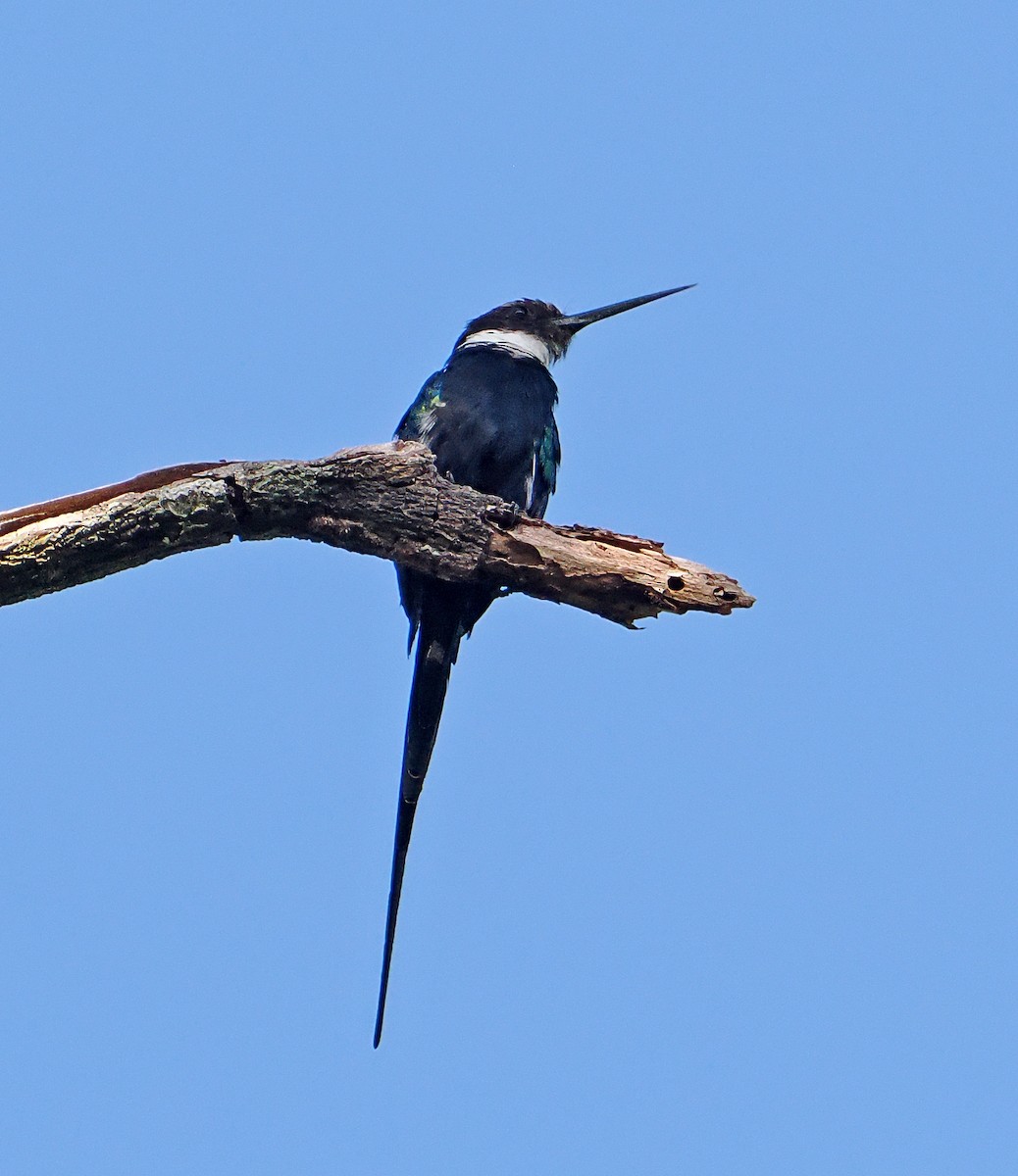 Paradise Jacamar - ML647370579