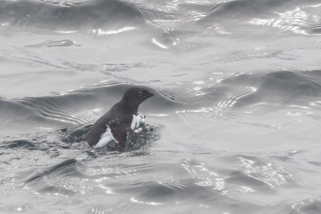 Küçük Alk - ML647370592