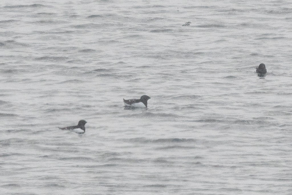 Küçük Alk - ML647370593