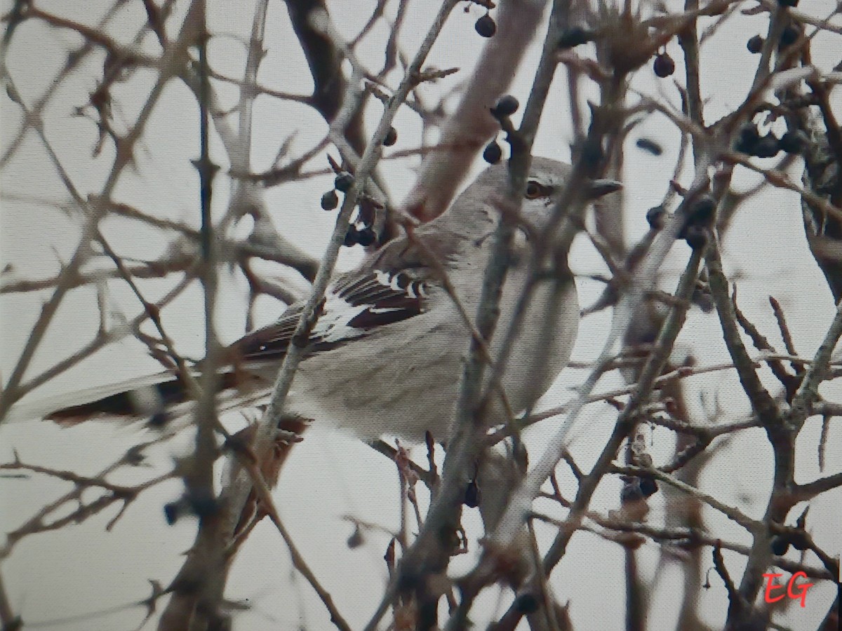 חקיינית צפונית - ML647370600