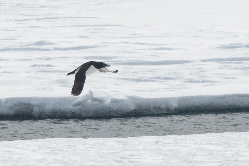 Ipar-pottorroa - ML647370605