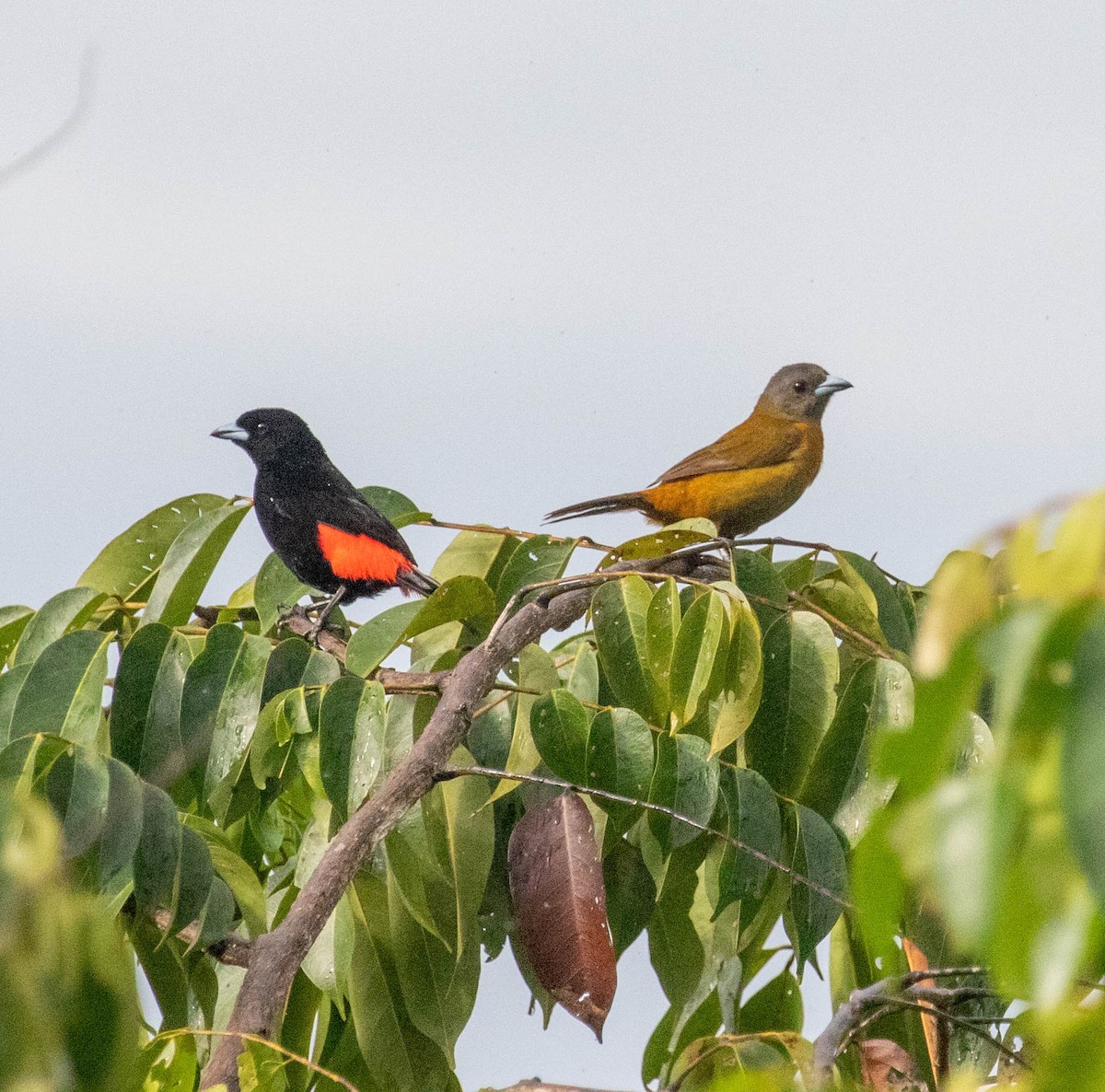 Scarlet-rumped Tanager - ML647370615