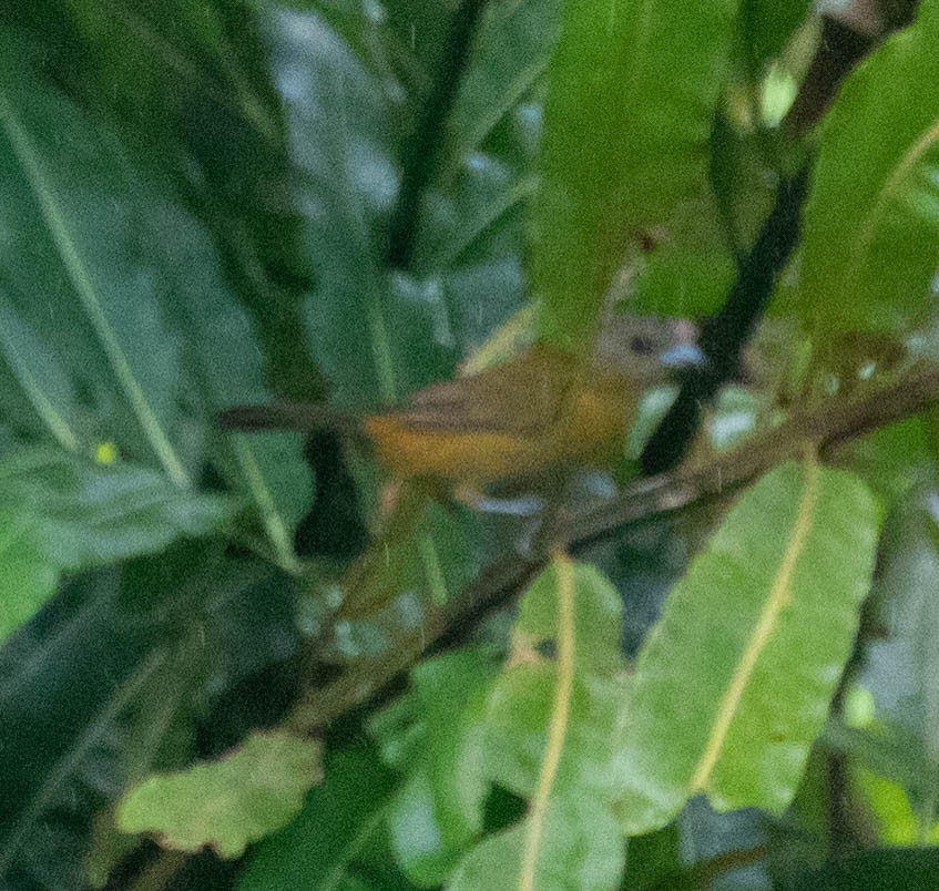 Scarlet-rumped Tanager - ML647370616