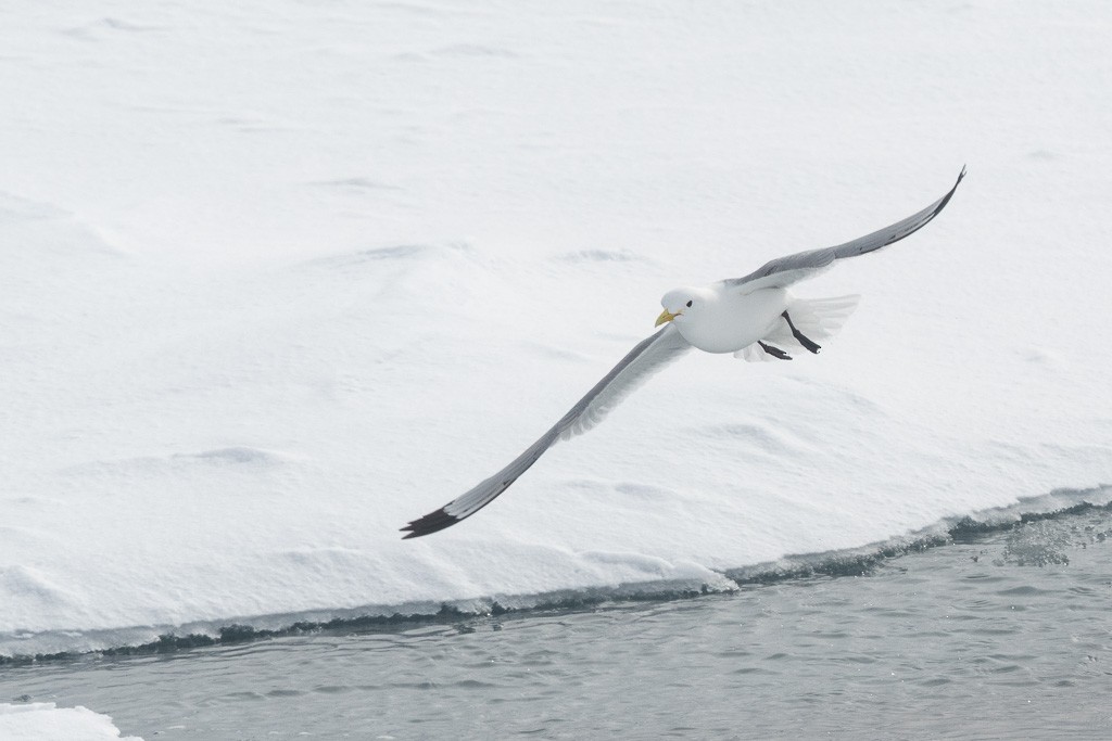 Black-legged Kittiwake (Atlantic) - ML647370617
