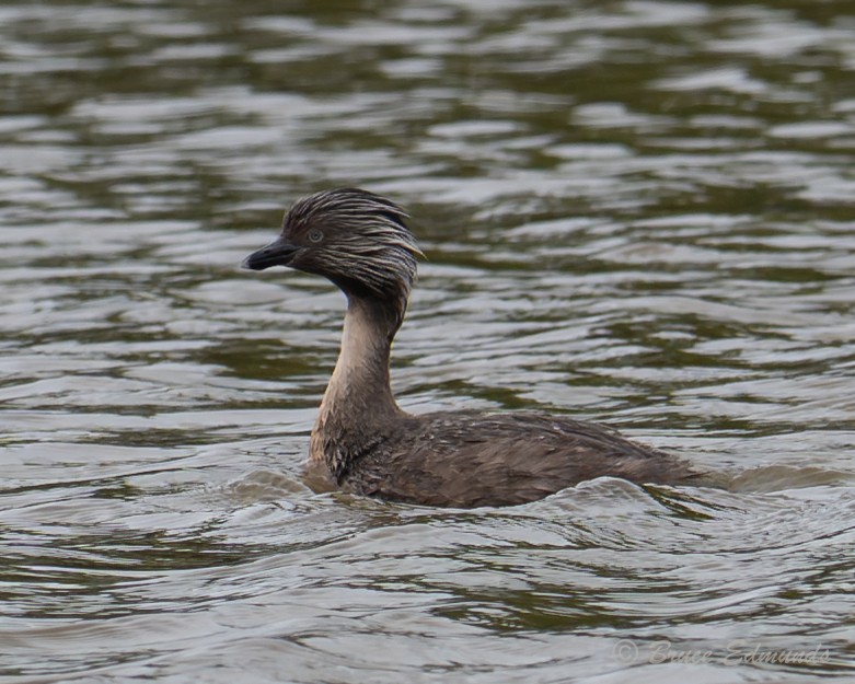 Zampullín Canoso - ML647370624