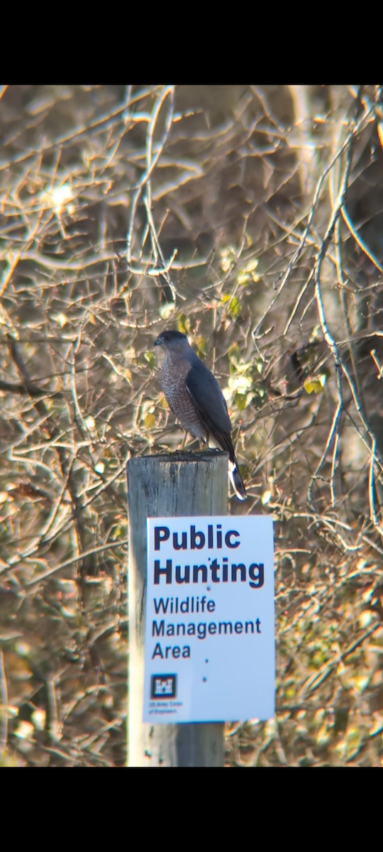 Cooper's Hawk - ML647370627