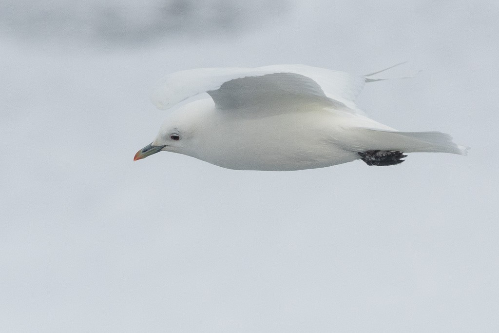 Boli-antxeta - ML647370630