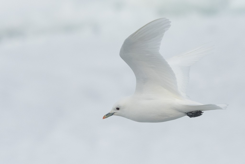 Boli-antxeta - ML647370631