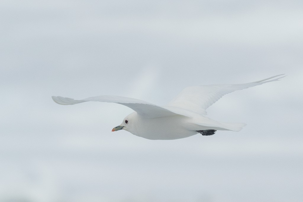 Boli-antxeta - ML647370632