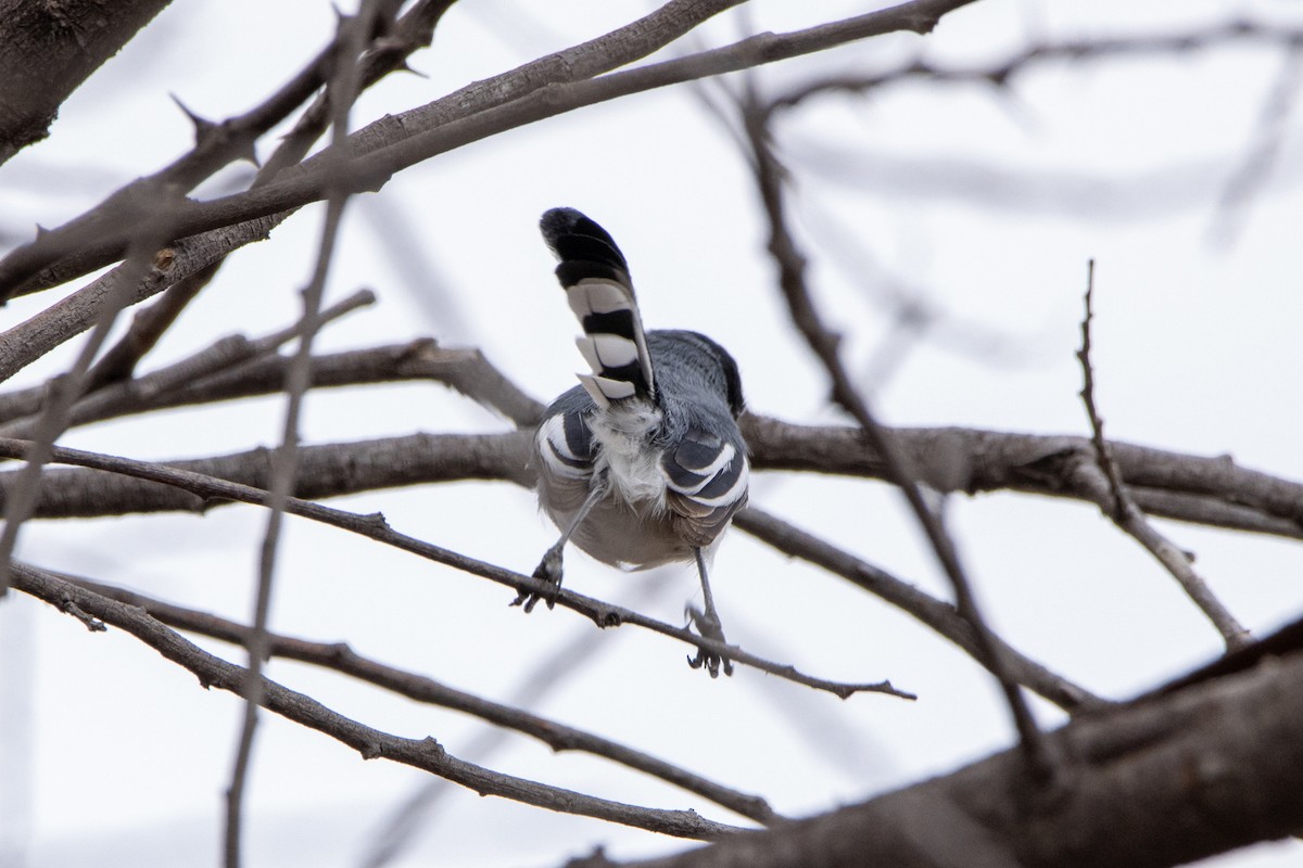 Tropikal Bitkuşu (atricapilla) - ML647370642