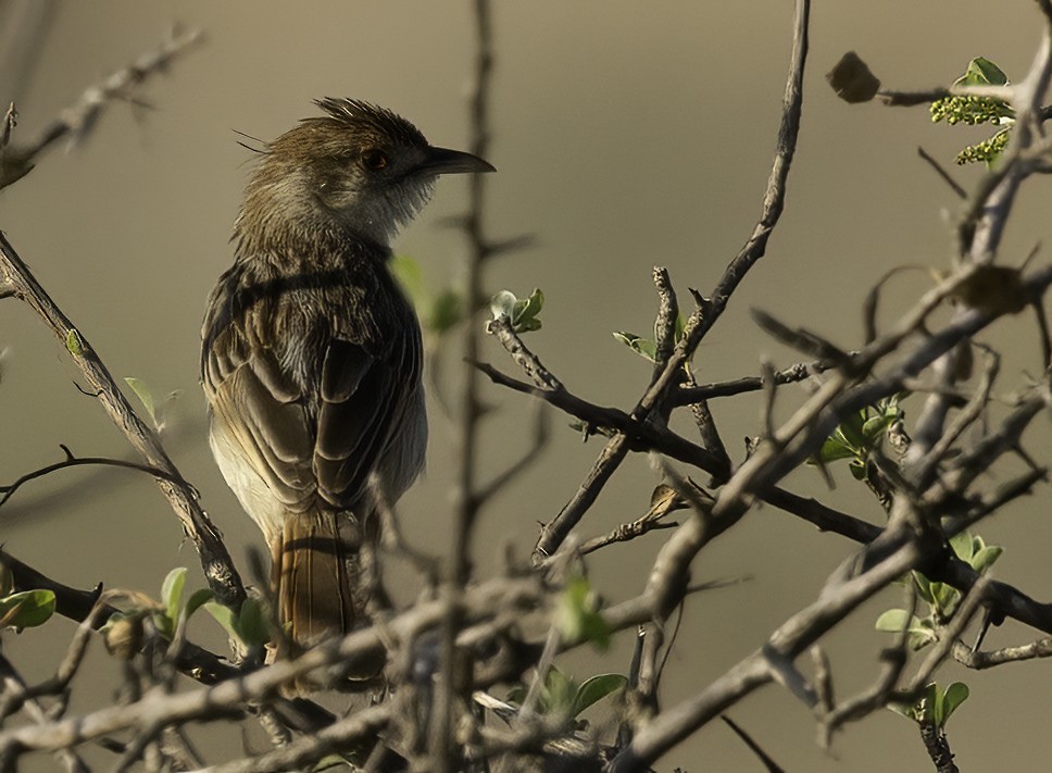 Rotscheitel-Zistensänger - ML647370654