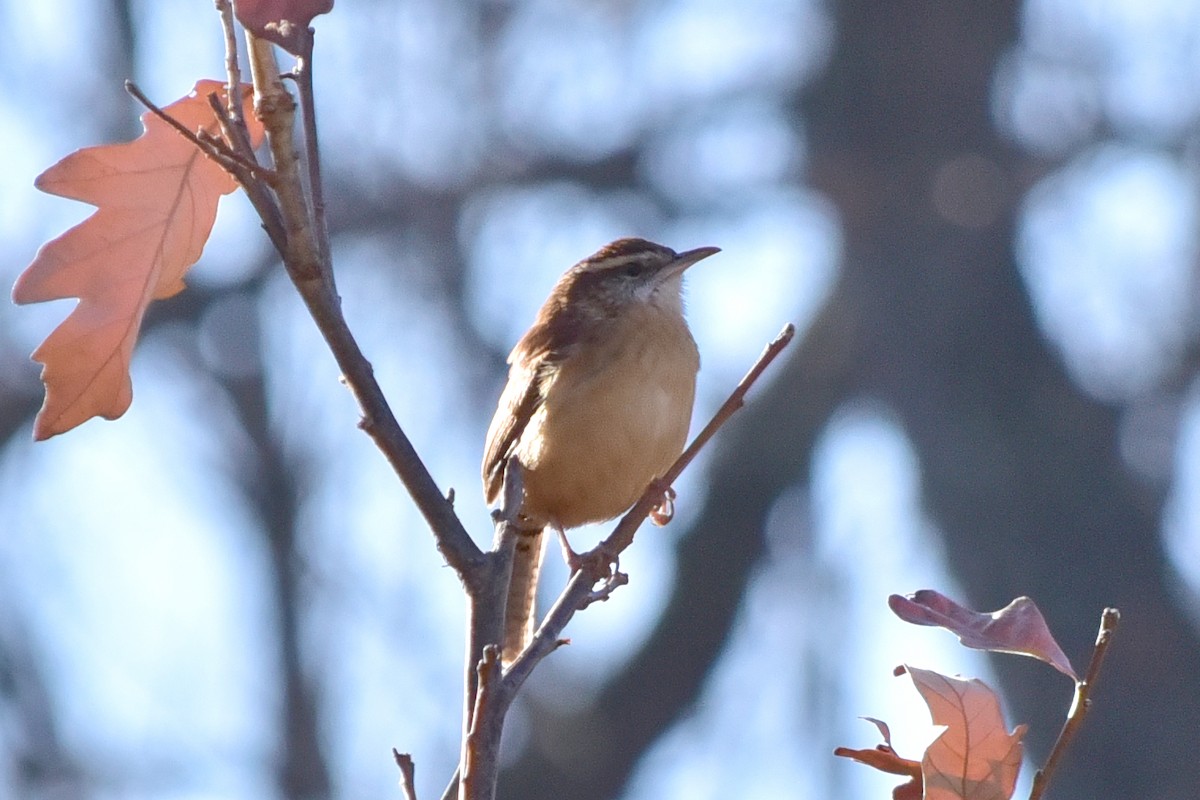 Carolina Wren - ML647370671