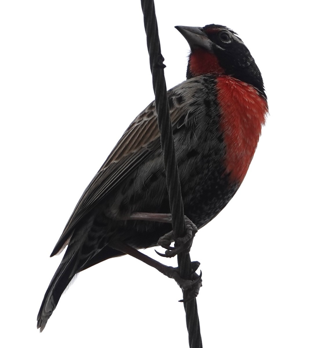 Sturnelle du Pérou - ML647370674