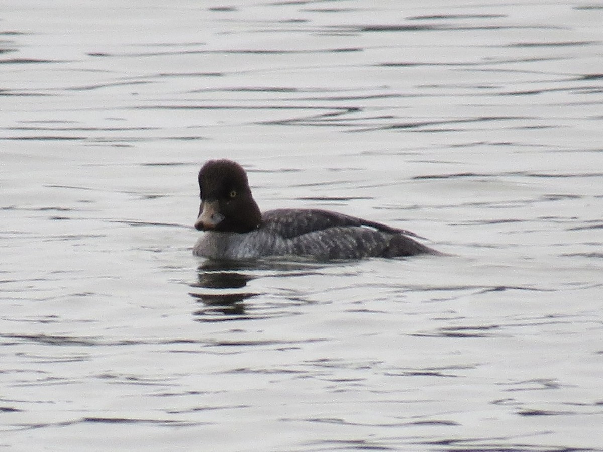 islandsand - ML647370676