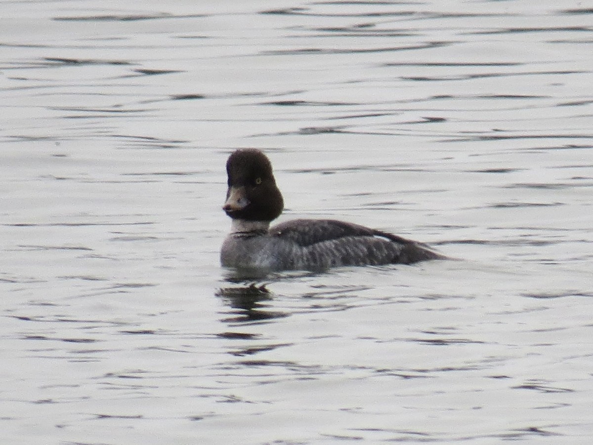 islandsand - ML647370677