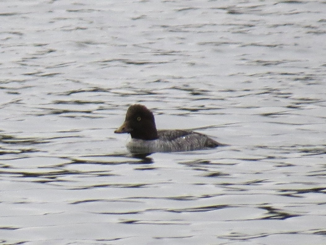 islandsand - ML647370678