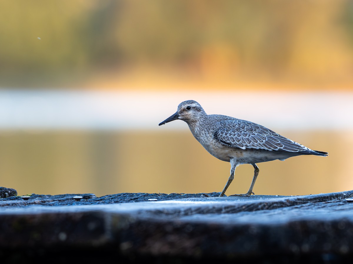 Исландский песочник - ML647370707