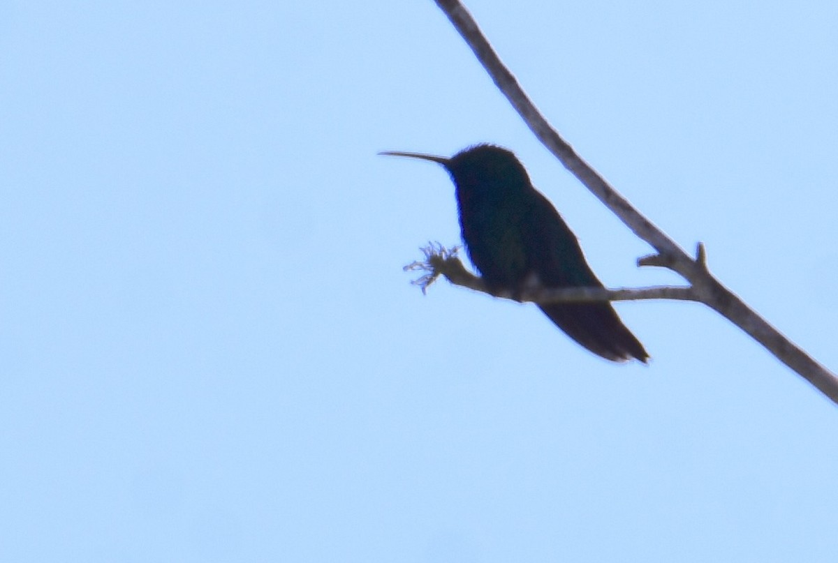 Black-throated Mango - ML647370714