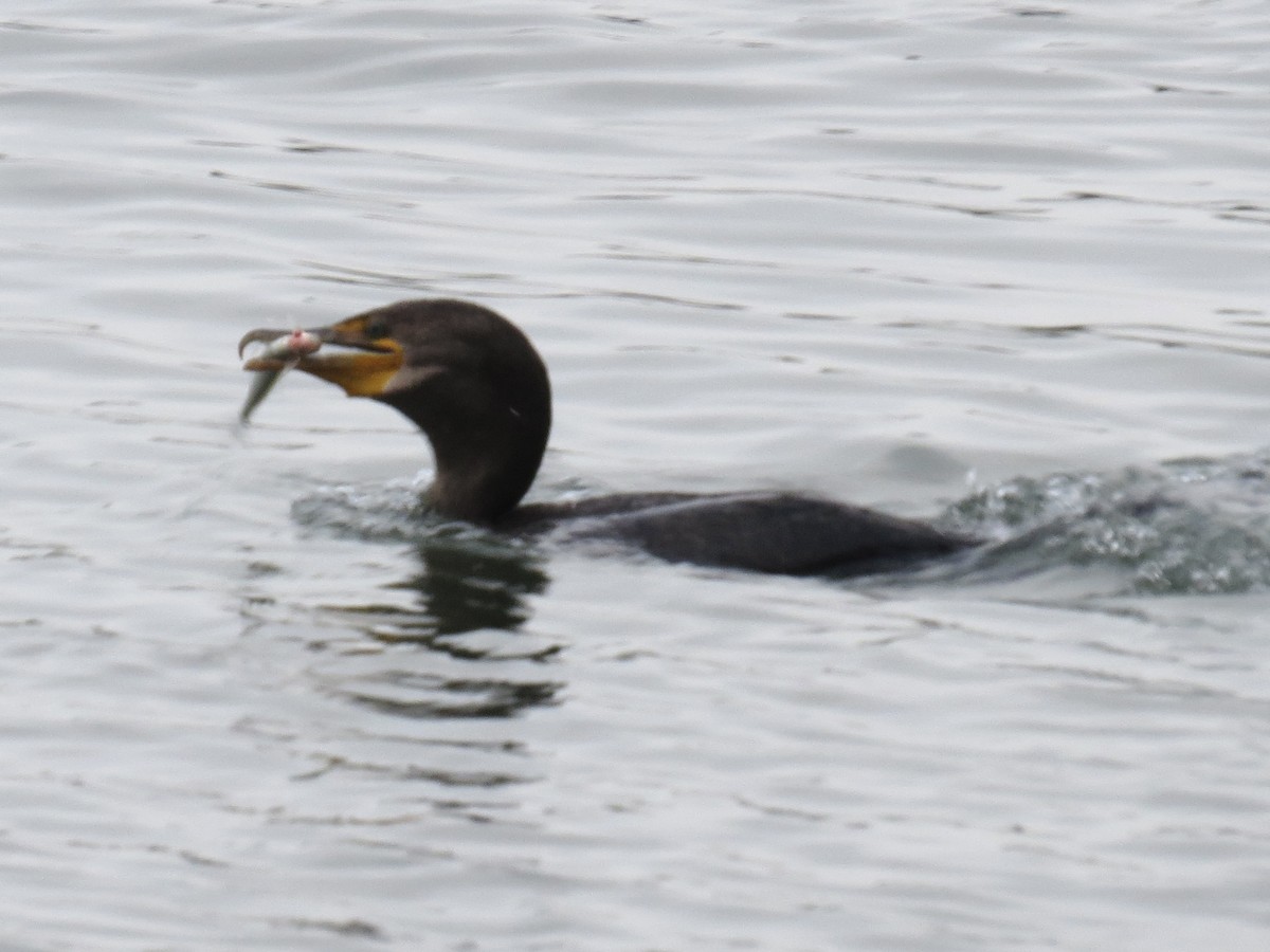 totoppskarv - ML647370722