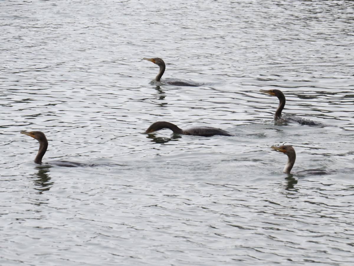 totoppskarv - ML647370723