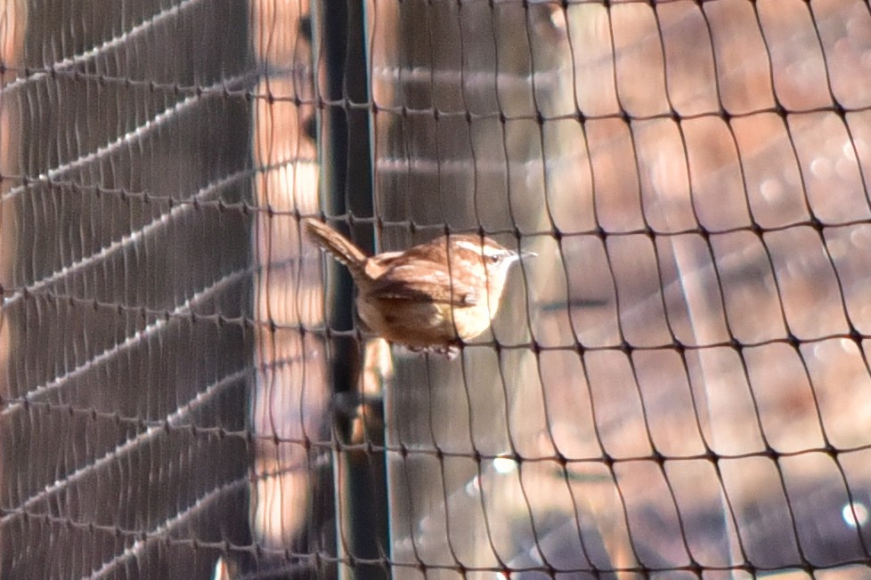 Carolina Wren - ML647370724