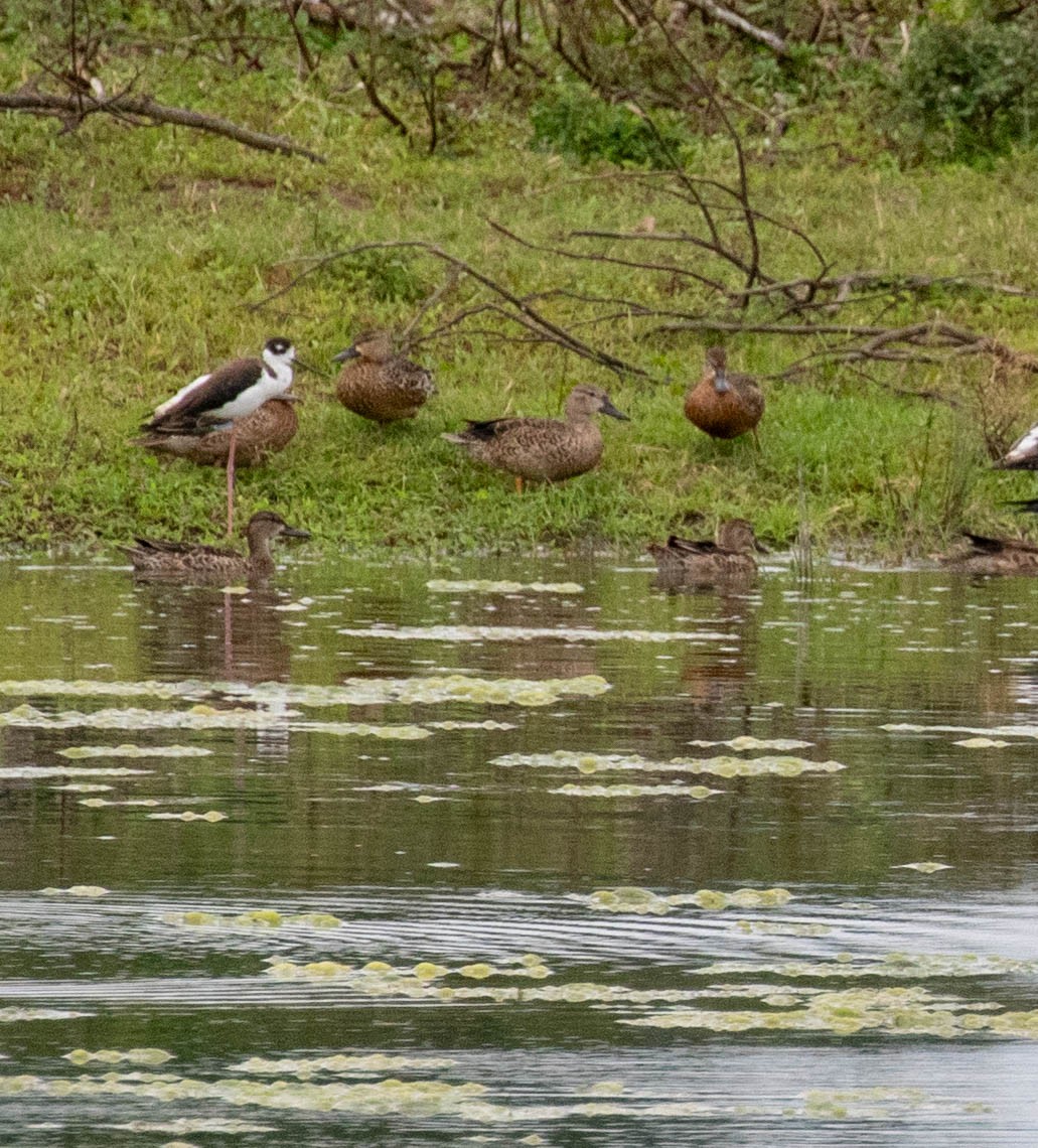 Чирянка блакитнокрила - ML647370727