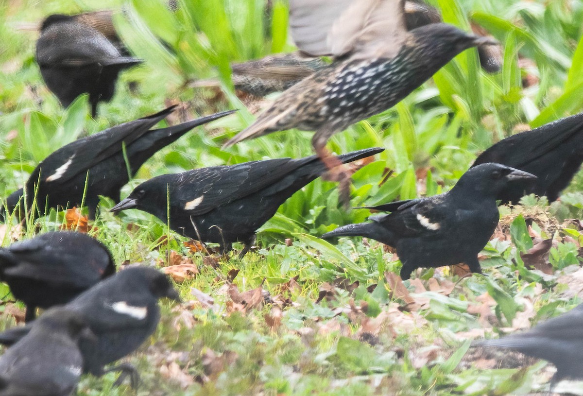 Tricolored Blackbird - ML647370735
