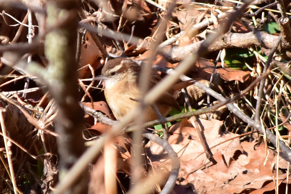 Carolina Wren - ML647370744