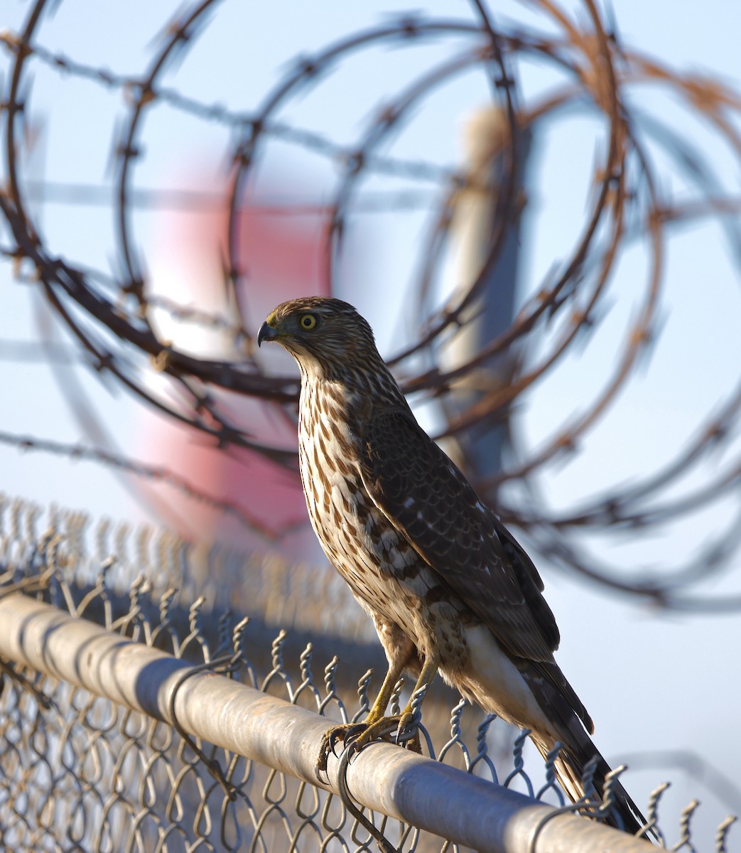 Cooper's Hawk - ML647370753