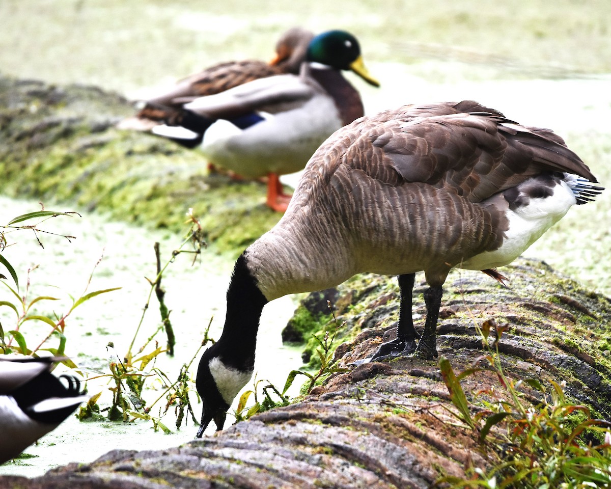 Canada Goose - ML647370760