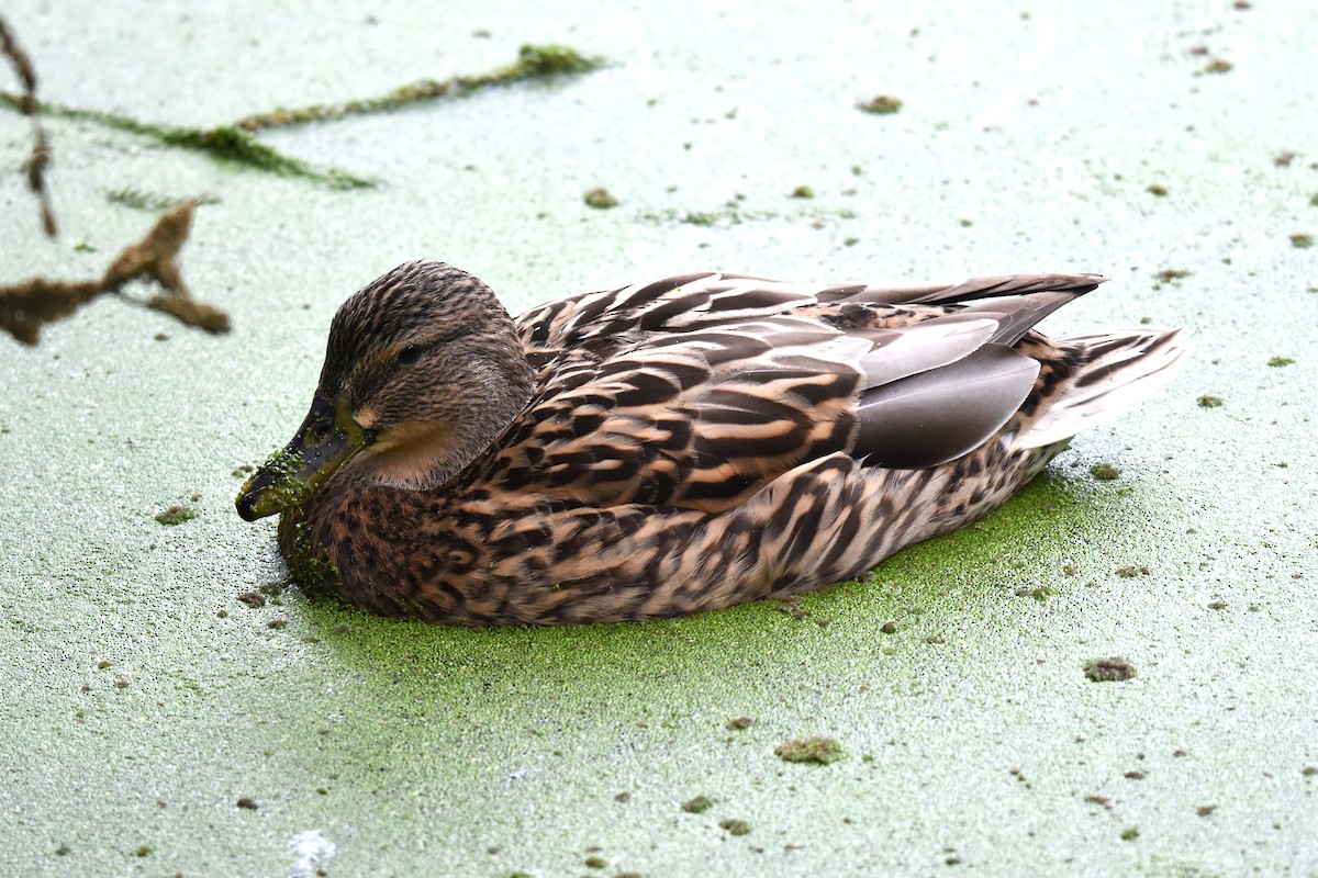 Mallard - ML647370773