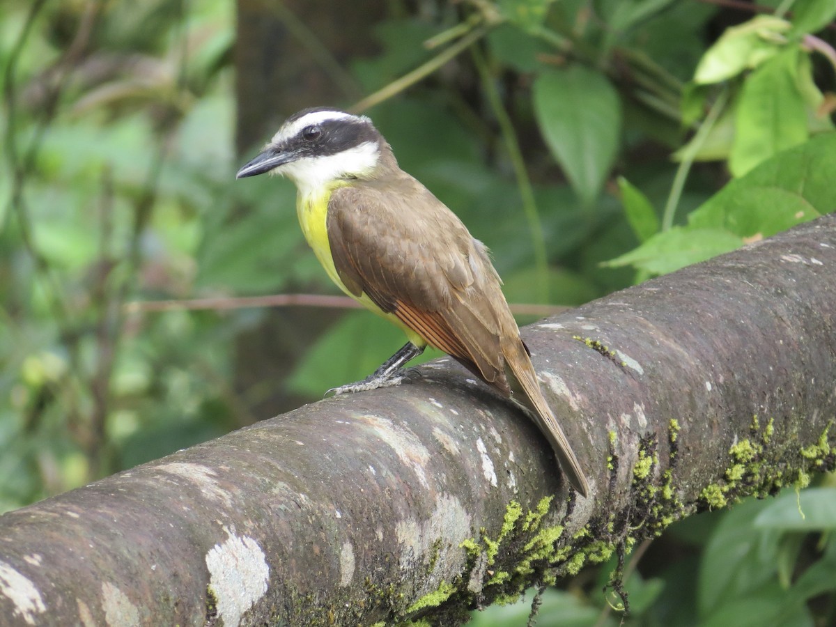 Great Kiskadee - ML647370780