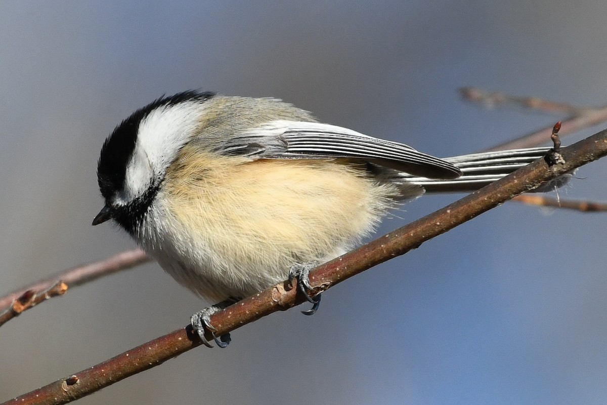 Amerika Baştankarası - ML647370781