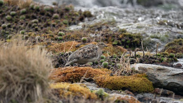 Магелланов зобатый бегунок - ML647370785