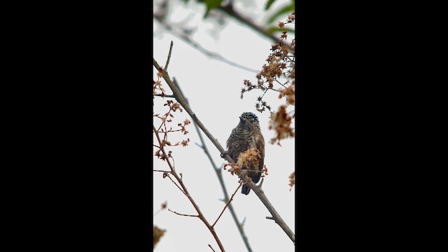 Эквадорский дятелок - ML647370786