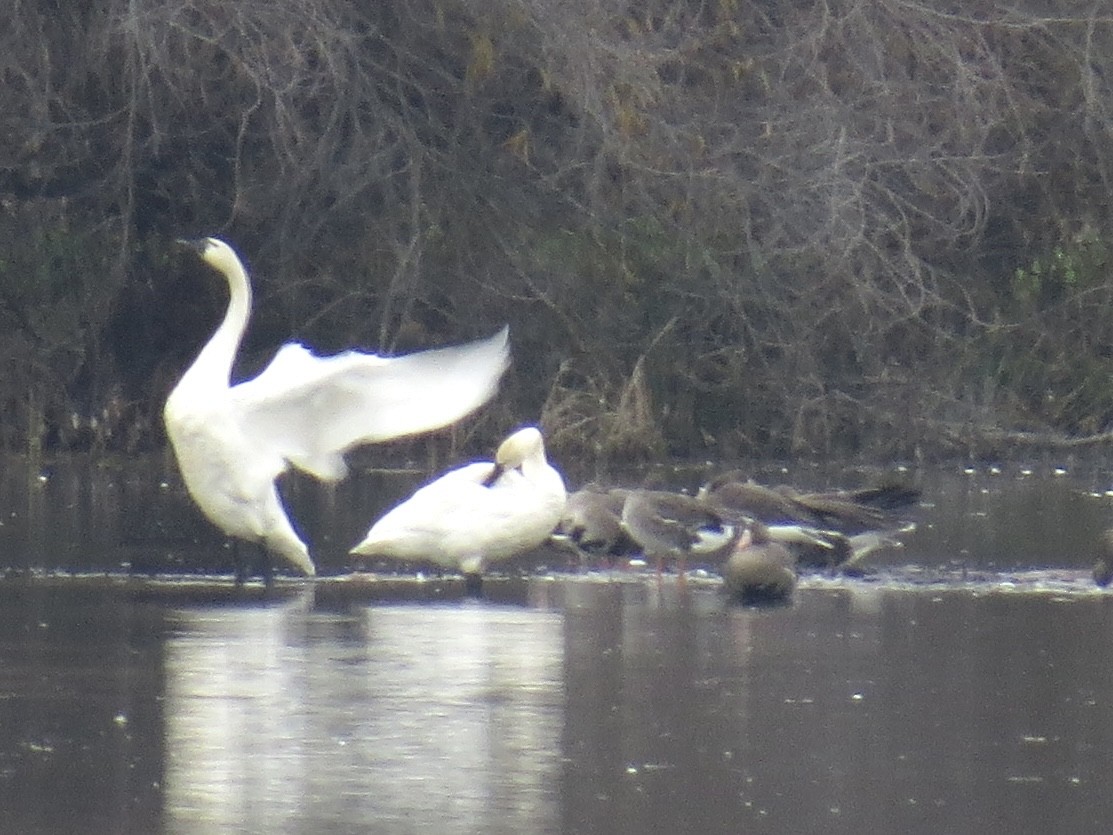 dvergsvane - ML647370789