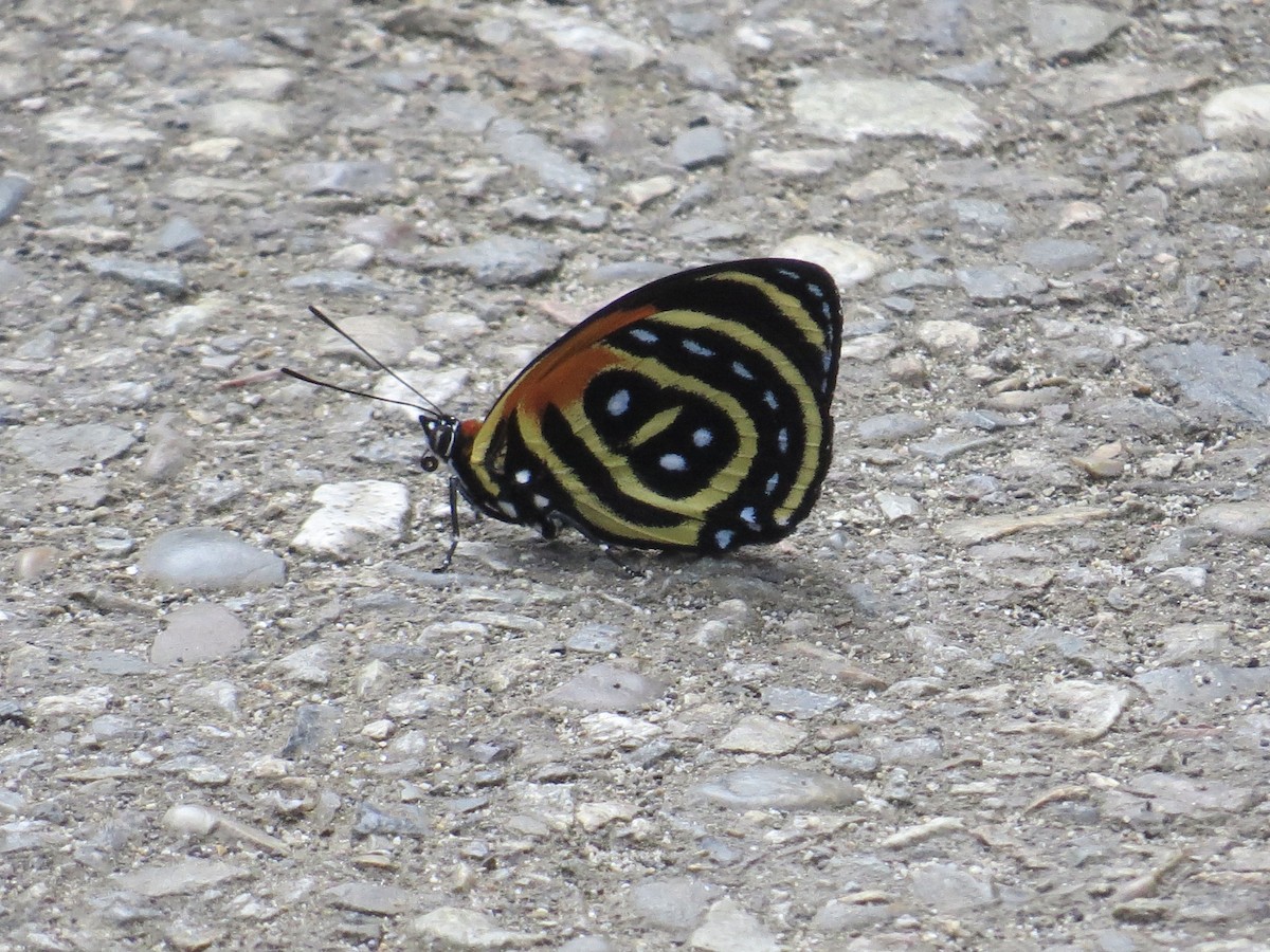 Numberwings - ML647370790