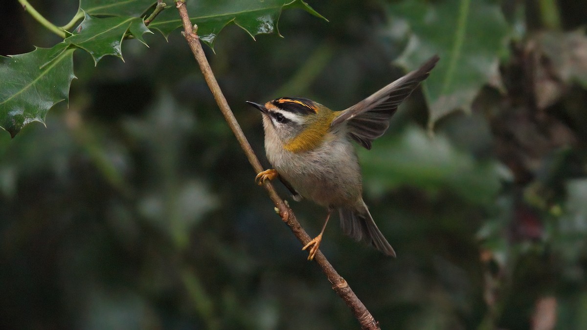 Common Firecrest - ML647370791