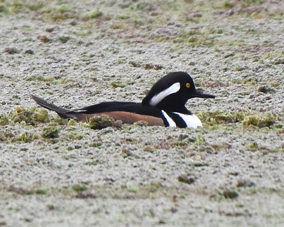 Hooded Merganser - ML647370796