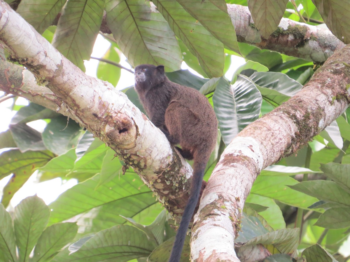Black-mantled Tamarin - ML647370798