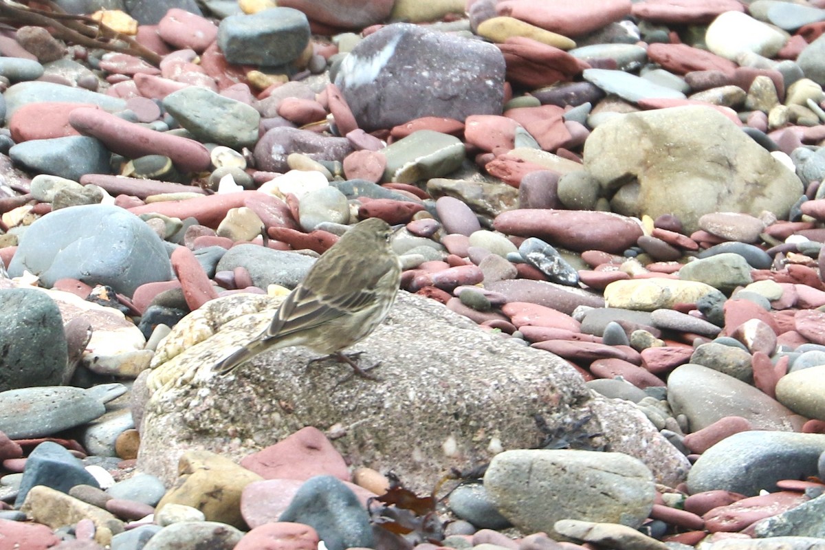 Bisbita Costero - ML647370799