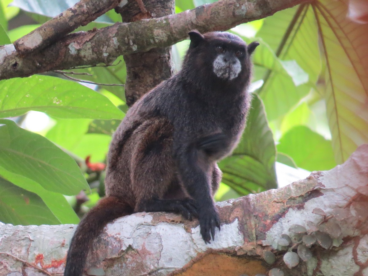 Black-mantled Tamarin - ML647370800